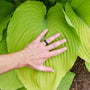 Hand showing size of large hosta foliage