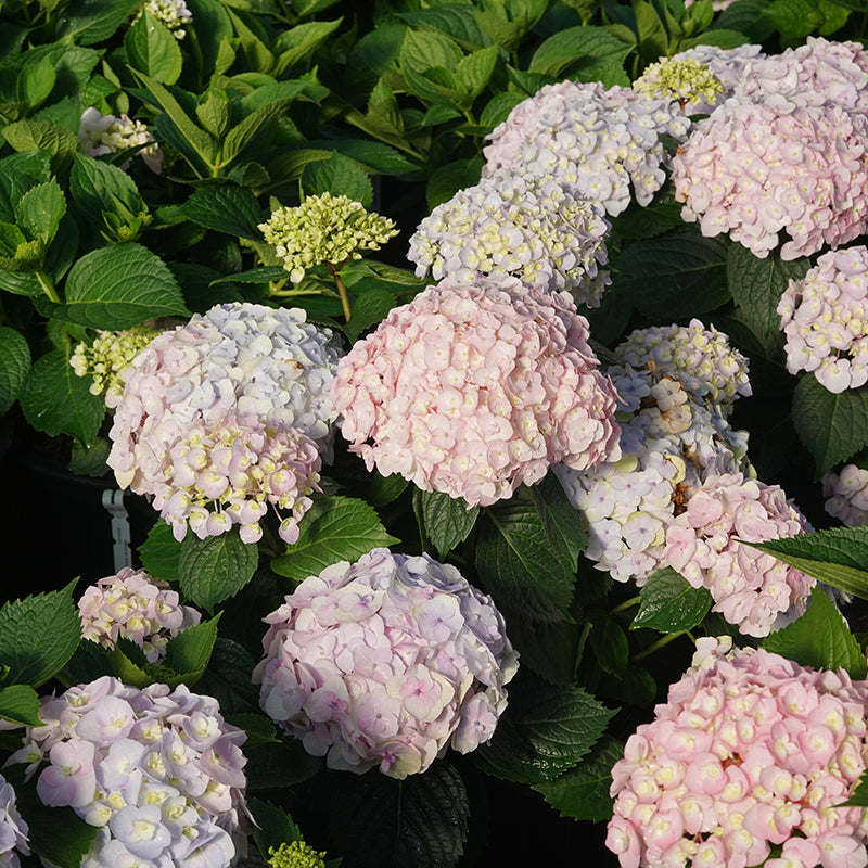 Close up Wee Bit Innocent Bigleaf Hydrangea with pink and blue blooms in summer.