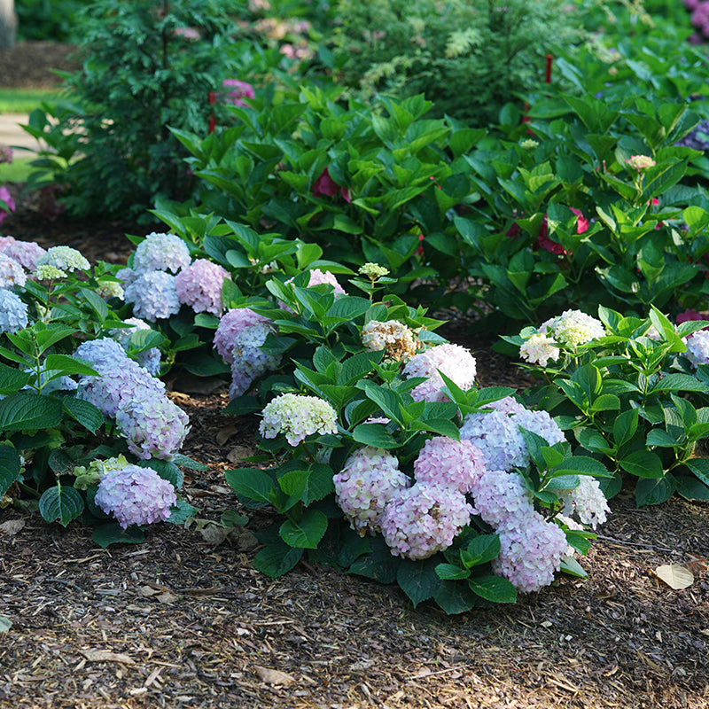 Wee Bit Innocent Bigleaf Hydrangea shrubs with blue pink blooms in the garden. 