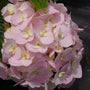 Close up of Wee Bit Innocent Bigleaf Hydrangea soft pink bloom. 