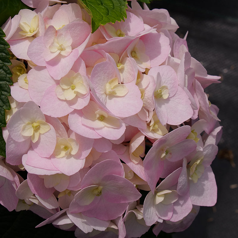 Close up of Wee Bit Innocent Bigleaf Hydrangea soft pink bloom. 