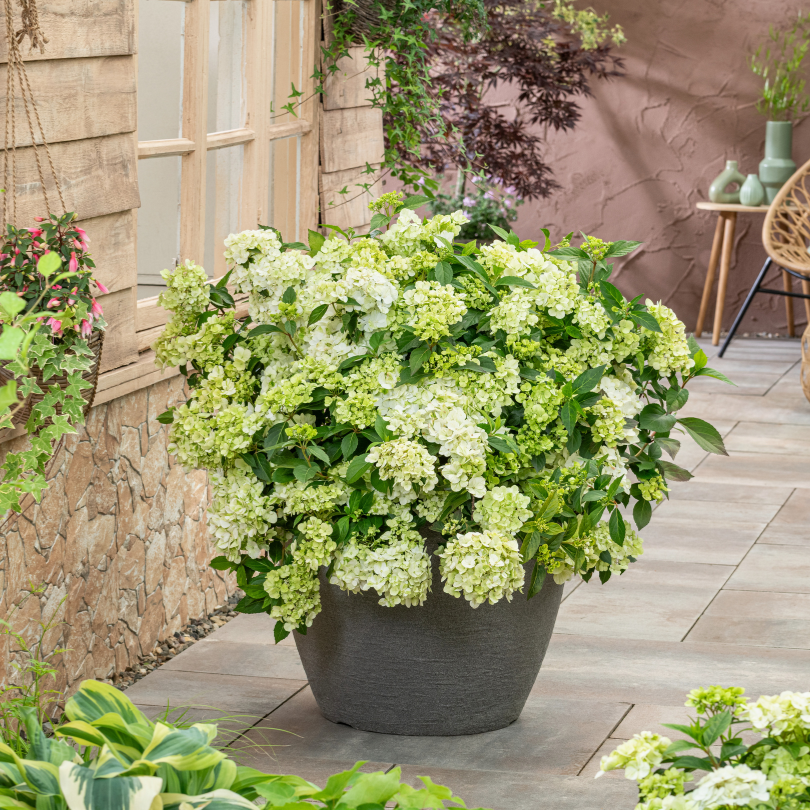 ドナルド・サルタン 「hydrangea in a green pot」 定番品】ドナルド・サルタン 「hydrangea in a green pot