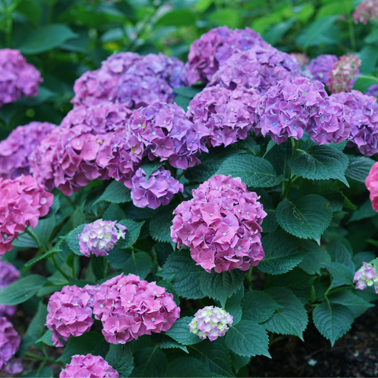 Let's Dance Big Band® Bigleaf Hydrangea