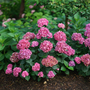 L'hortensia à grandes feuilles Let's Dance Big Band™ est idéal pour apporter une touche classique aux hortensias dans un aménagement paysager ou un jardin.