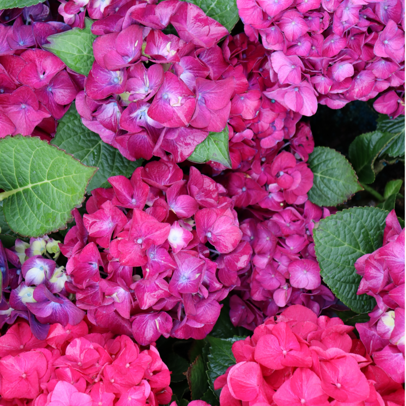 Emerging blooms on Wee Bit Giddy® Bigleaf Hydrangea. 