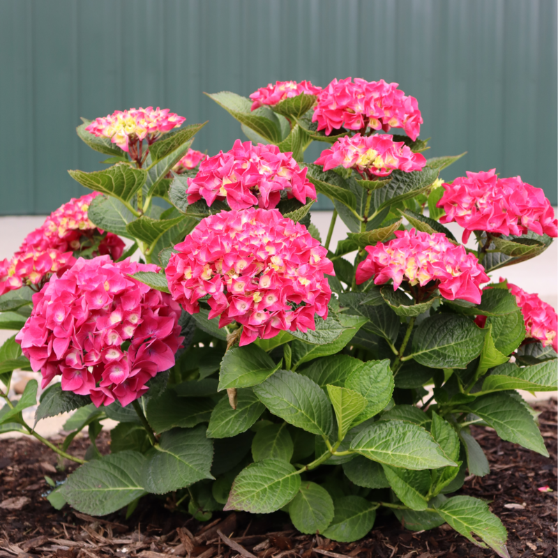 Compact habit of Wee Bit Giddy® Bigleaf Hydrangea.