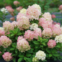 Les fleurs blanches de l'hortensia paniculé Fire Light Tidbit deviennent roses en vieillissant