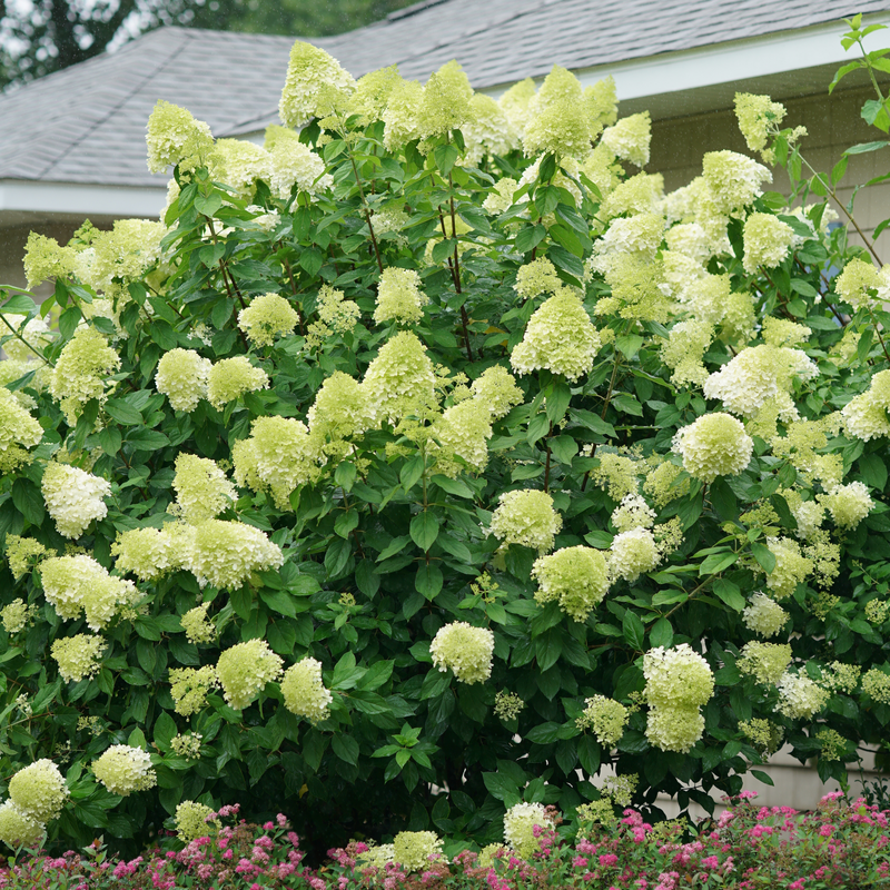 Proven Winners Limelight Hydrangea Tree