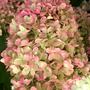 Les fleurs d'hortensia paniculé Limelight prennent des teintes roses et vertes lorsque les températures baissent en automne.
