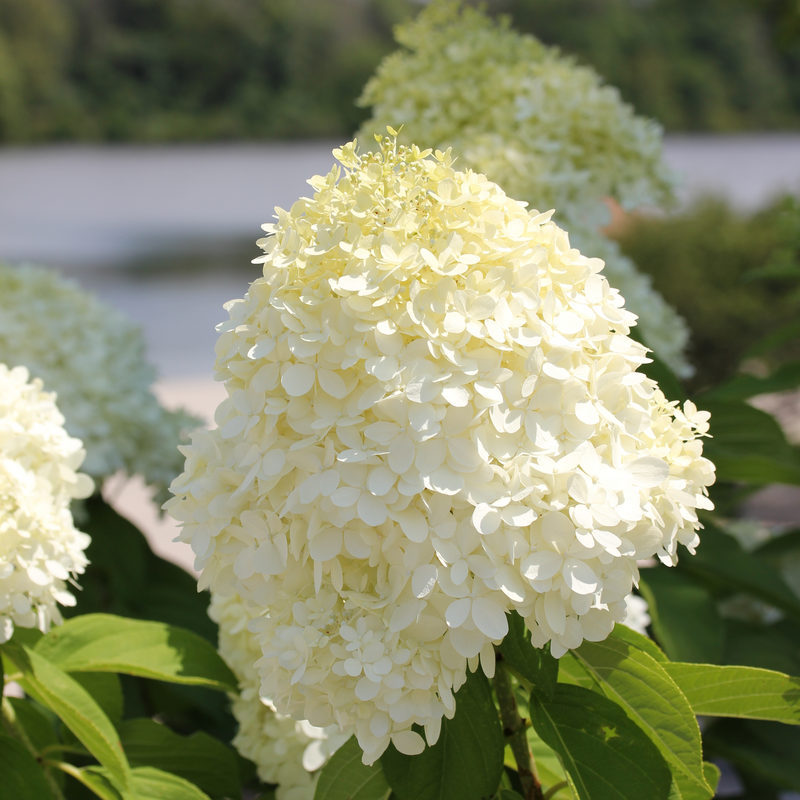 Fleur blanche en forme de ballon de football sur l'hortensia 'Limelight'