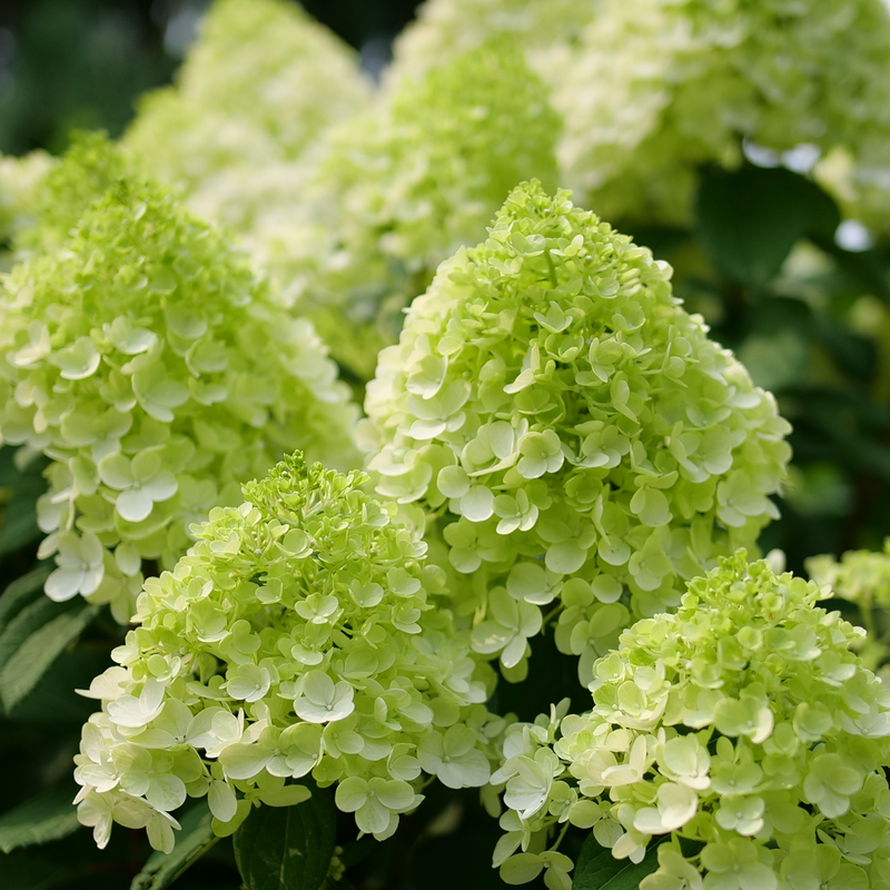 Little Lime Punch Panicle Hydrangea blooms a classic green.