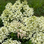Tiny Quick Fire™ Panicle Hydrangea in bloom beginning to sport its red hues. 