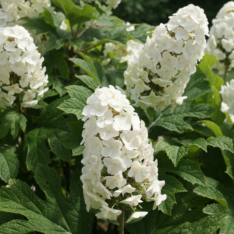 Close-up of a large football-shaped white Gatsby Gal Oakleaf Hydrangea bloom. 