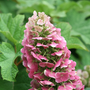 Close-up of 'Ruby Slippers' Oakleaf Hydrangea bloom. 