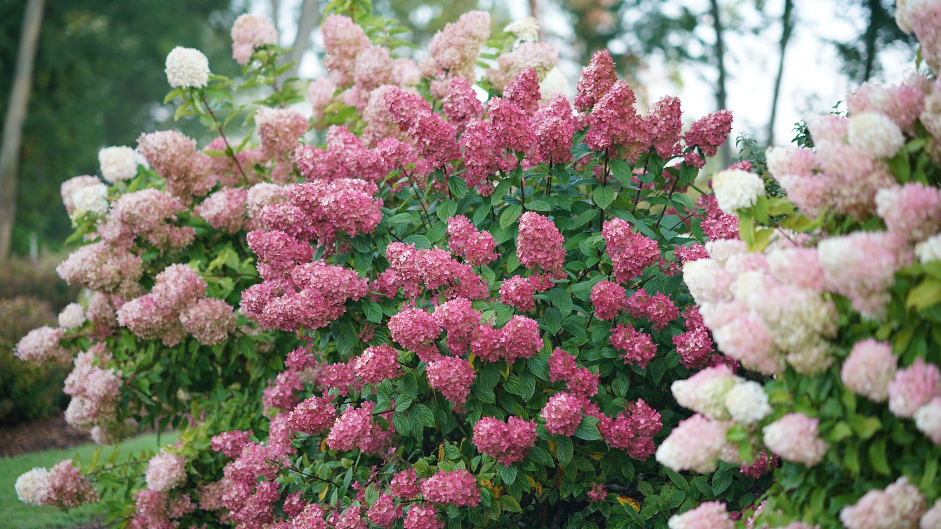 Beautiful pink hydrangeas
