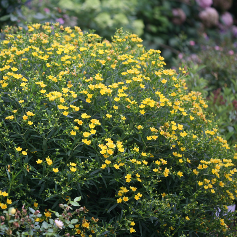 Sunny Boulevard St. John's Wort has abundant yellow sunburst blooms