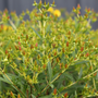Sunny Boulevard® St. John's Wort foliage and flower buds. 