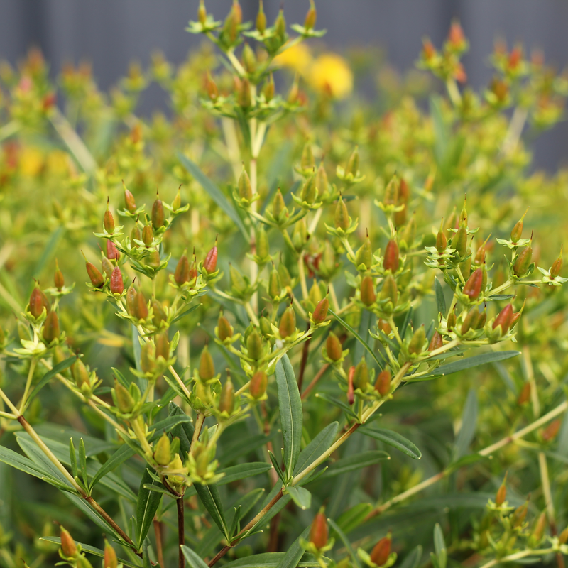 Sunny Boulevard® St. John's Wort foliage and flower buds. 