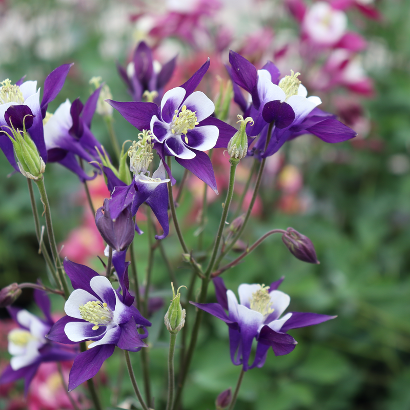 'Biedermeier Mix' Columbine (Aquilegia)