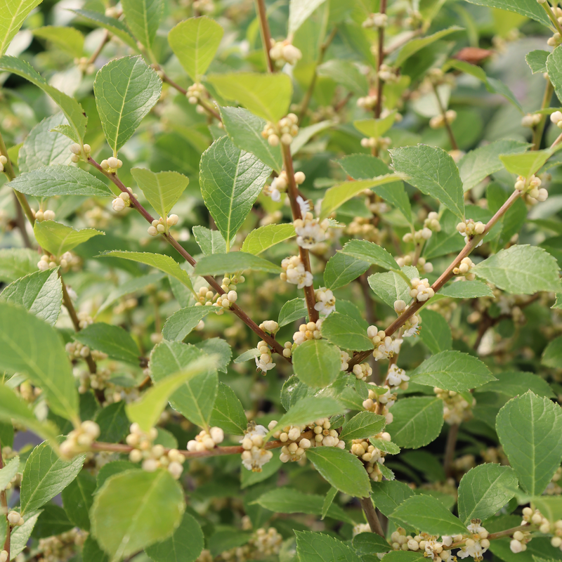 Spring flowers on Mr.Poppins Winterberry Holly. 