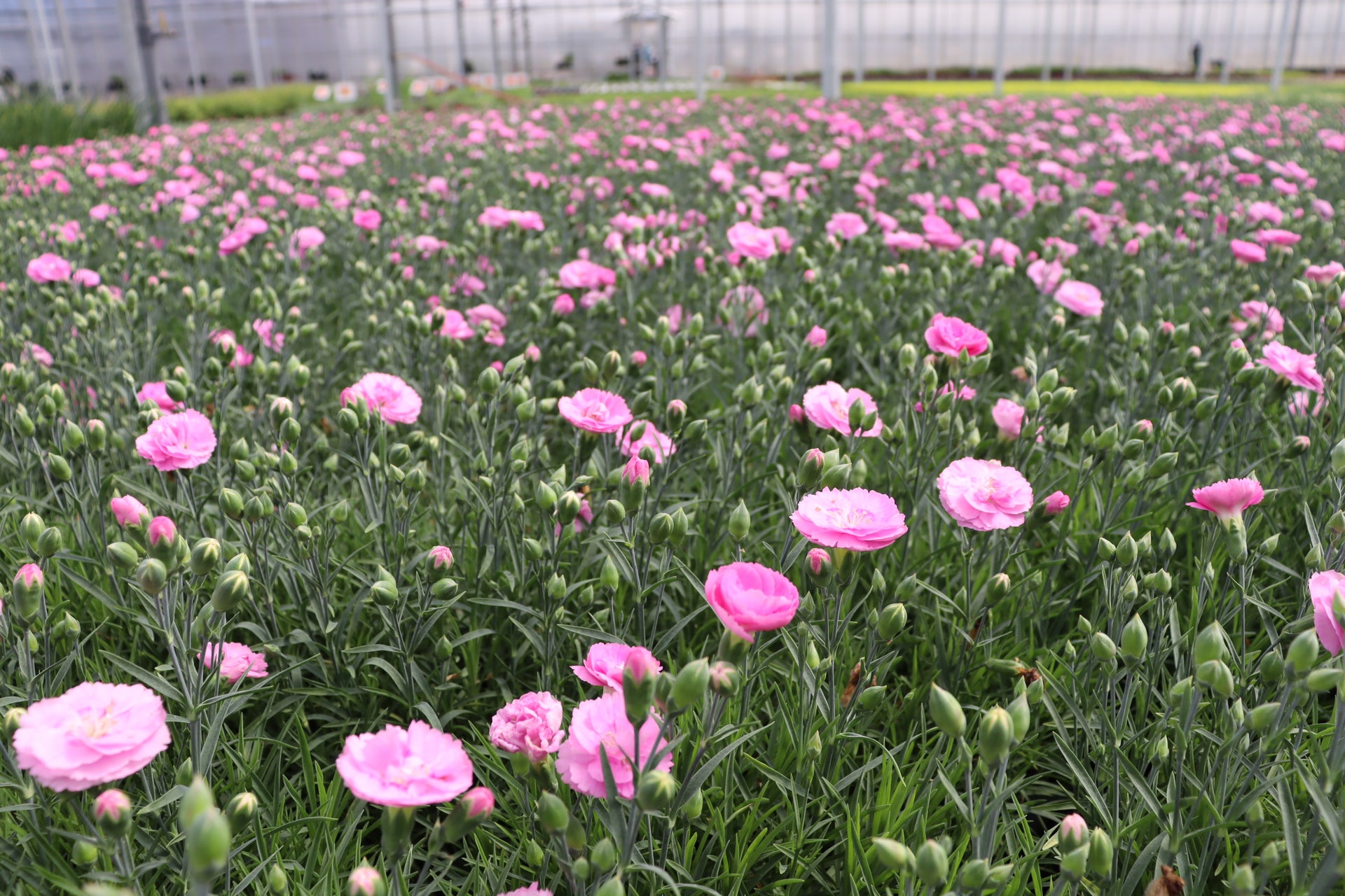 Beautiful Pink Flowers