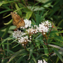 Beautiful butterfly feeding on the nectar from white swamp milkweed flowers
