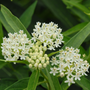 Close up image of clusters of white milkweed flowers