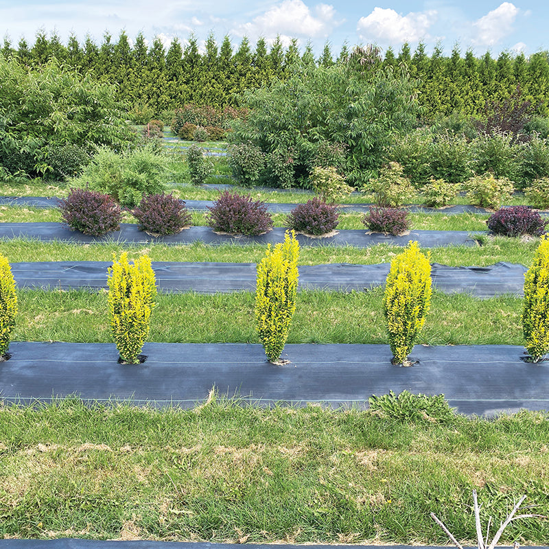 GLOW STICK™ Proven Winners ColorChoice Flowering Shrubs Japanese holly growing in the field in late spring. 