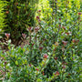 Castle Rouge Blue Holly shrub with green and glossy red burgundy color foliage.