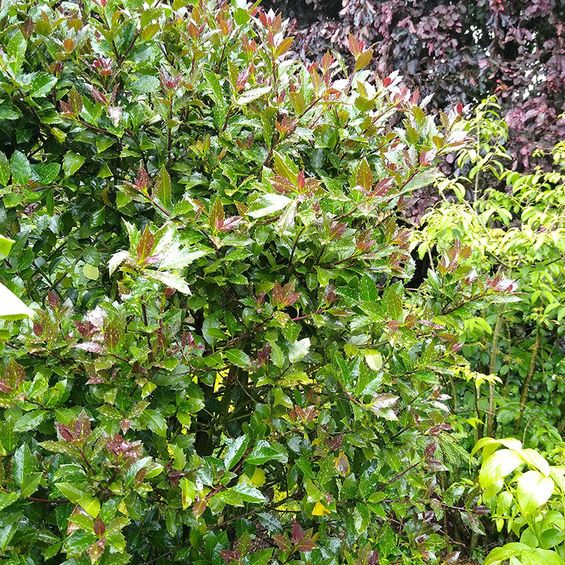 Castle Rouge Blue Holly shrub with green and glossy red burgundy color foliage.