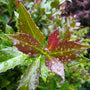 Close up of Castle Rouge Blue Holly with glossy red burgundy color foliage.