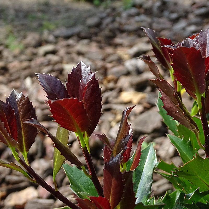 Close up of Castle Rouge Blue Holly with glossy red burgundy color foliage.