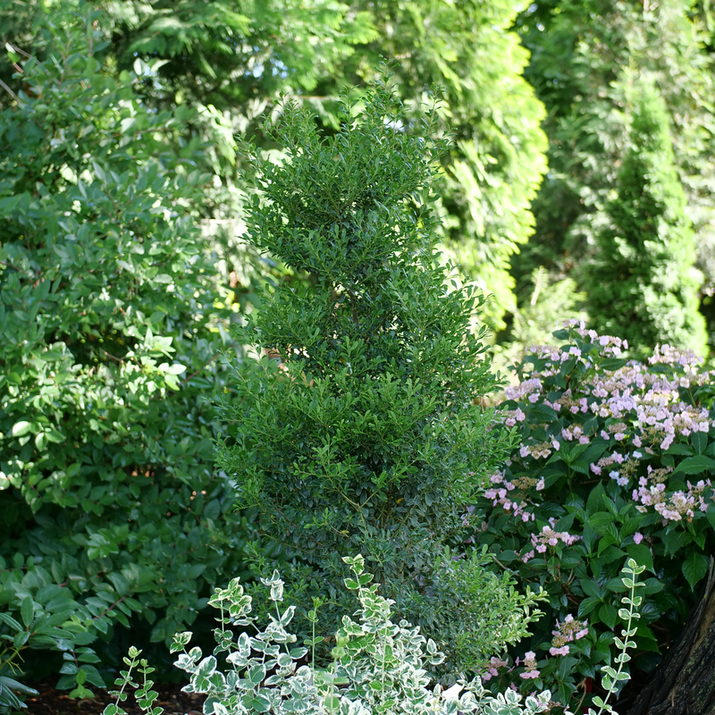 Squeeze Box Inkberry Holly is a native evergreen that looks like boxwood.