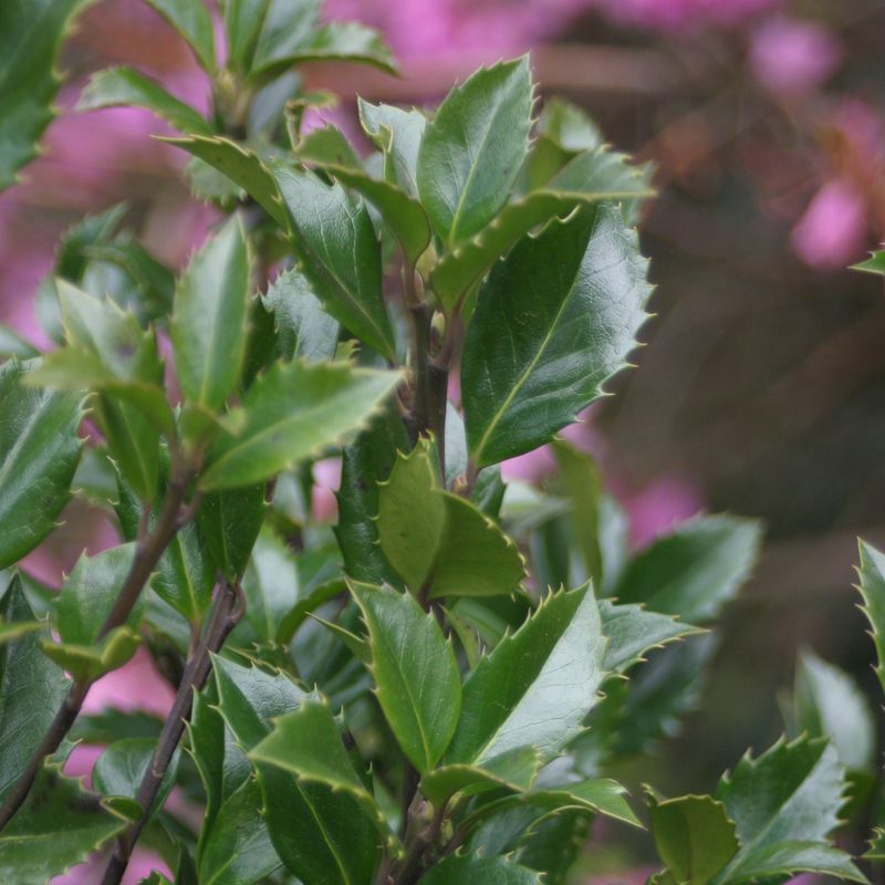 Castle Spire® Blue Holly charming shiny foliage. 