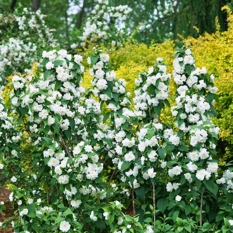 De hautes tiges de seringat couvertes de fleurs blanches parfumées