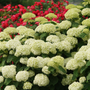 A smooth hydrangea with dozens of large white mophead blooms and stems that are clearly visible and strong and sturdy to hold up the blooms.