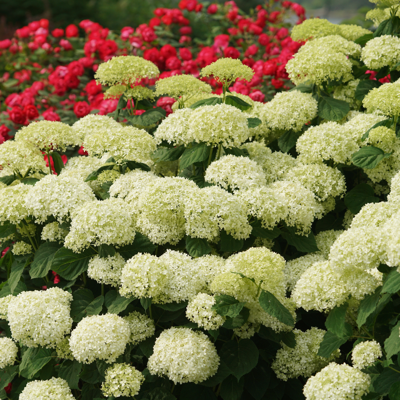 A smooth hydrangea with dozens of large white mophead blooms and stems that are clearly visible and strong and sturdy to hold up the blooms.