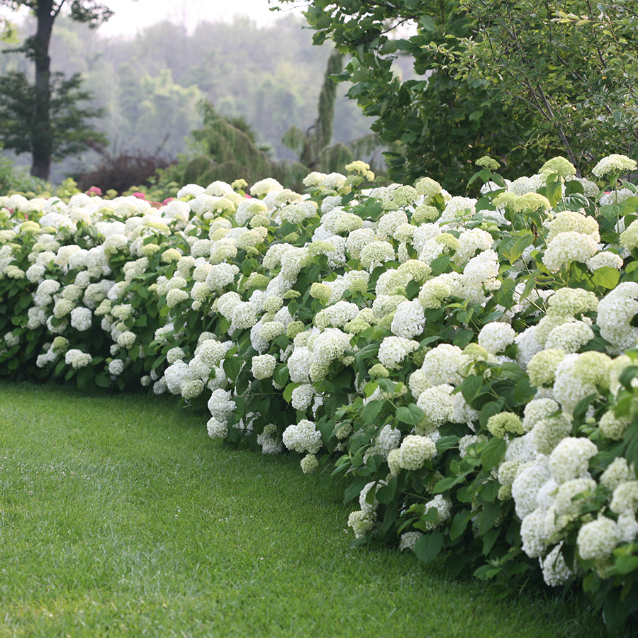 Large white flowers in a beautiful hydrangea hedge
