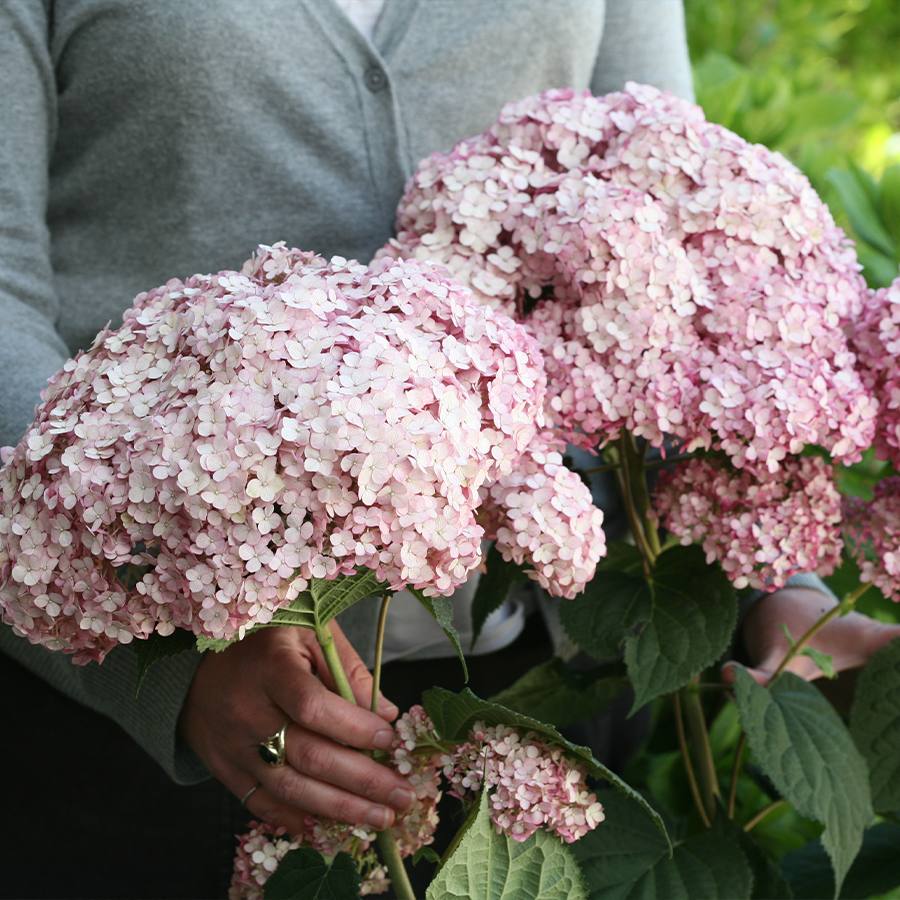 Large hydrangea flowers in a gorgeous blush pink color