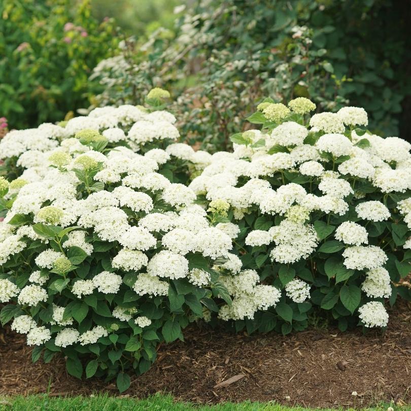 Hortensia lisse Invincibelle Wee White® 2.0 à fleurs blanches et feuilles vertes dans un jardin