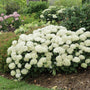 L'hortensia lisse Invincibelle Wee White® 2.0 dans un jardin avec d'autres plantes et fleurs.