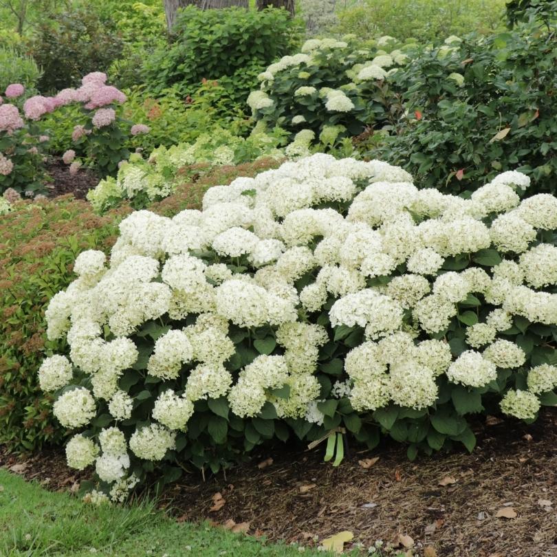 L'hortensia lisse Invincibelle Wee White® 2.0 dans un jardin avec d'autres plantes et fleurs.