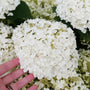 Gros plan sur des fleurs d'hortensia blanches, une main en tenant une.