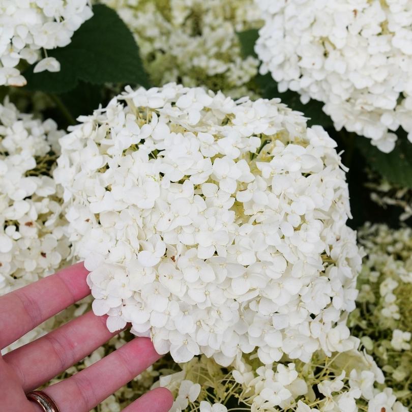 Gros plan sur des fleurs d'hortensia blanches, une main en tenant une.