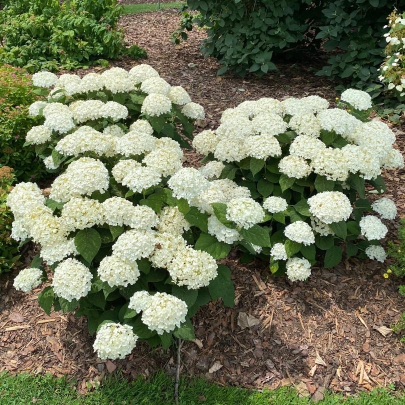 Des hortensias à fleurs blanches dans un jardin