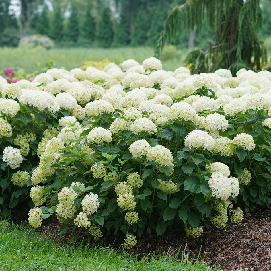 Plusieurs hortensias Invincibelle Limetta à fleurs vert citron tendre plantés en masse dans un jardin