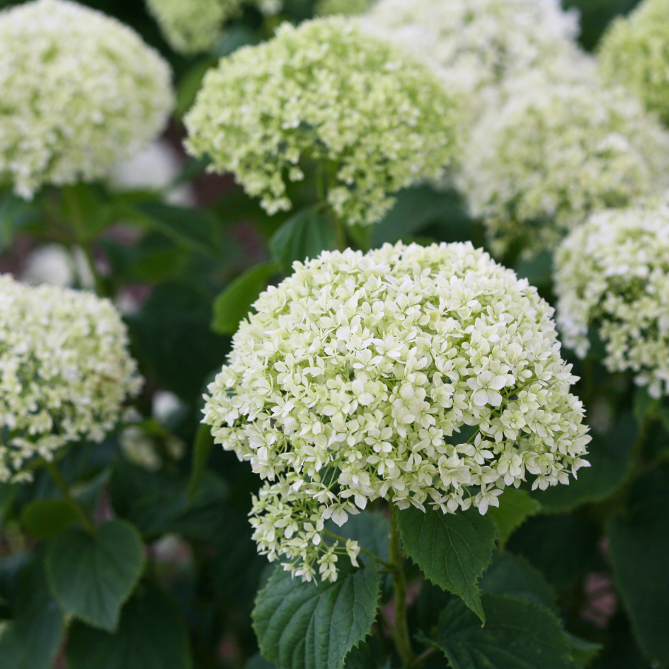 Gros plan sur des fleurs d'hortensia lisse Invincibelle Limetta vertes et blanches
