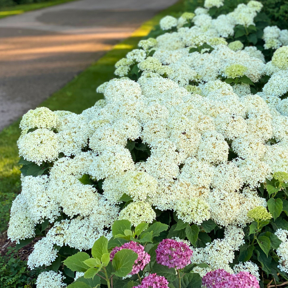 Des fleurs d'hortensia blanches et lisses, duveteuses, bordent une bordure de jardin.