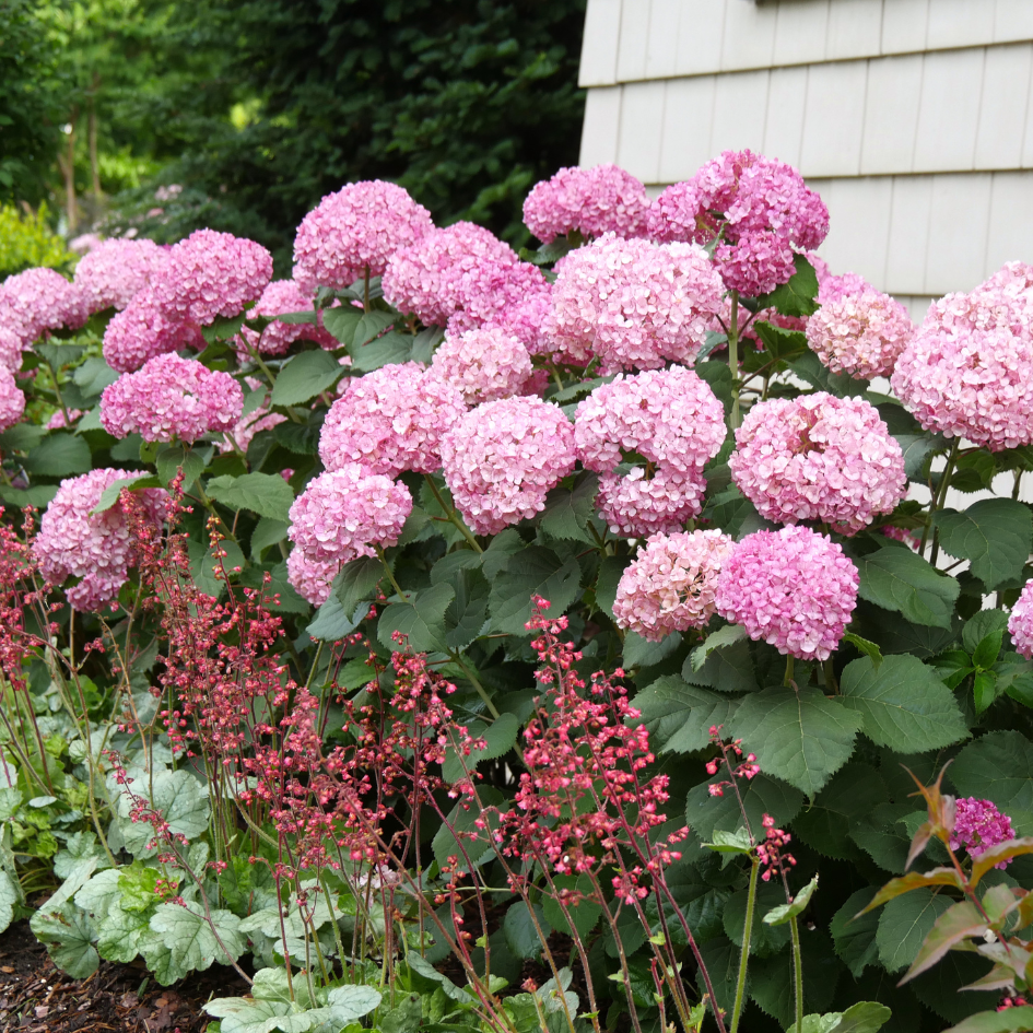 Invincibelle® Ruby Smooth Hydrangea For Sale | Proven Winners – Great ...