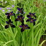 Iris de Louisiane 'Black Gamecock'